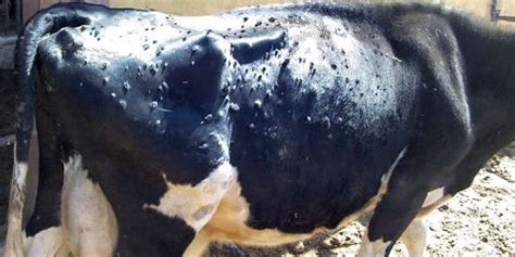 Denizlide sığır çiçeği hastalığı aşılama kampanyası sona erdi