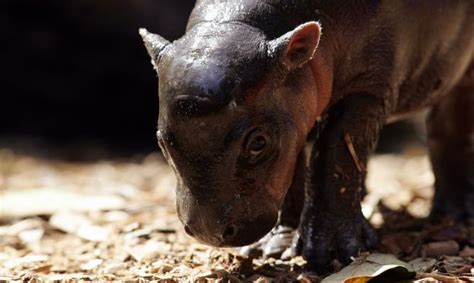 Así Son Los Hipopótamos Pigmeos Recién Nacidos Hogarmania