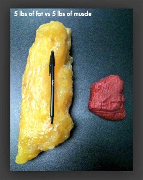 5 Lbs Of Fat Vs 5 Lbs Of Muscle This Is Why We Workout