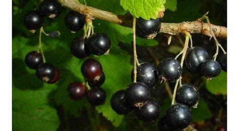 7 Unique Summer Berries To Grow On Your Own Daves Garden Summer