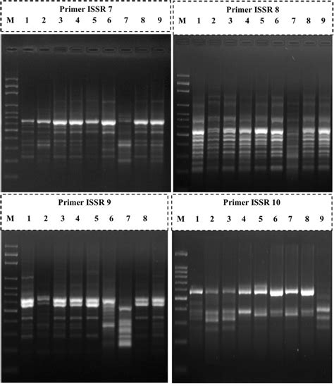Banding Pattern As Revealed By Issr Primers Lane M Bp Dna Marker