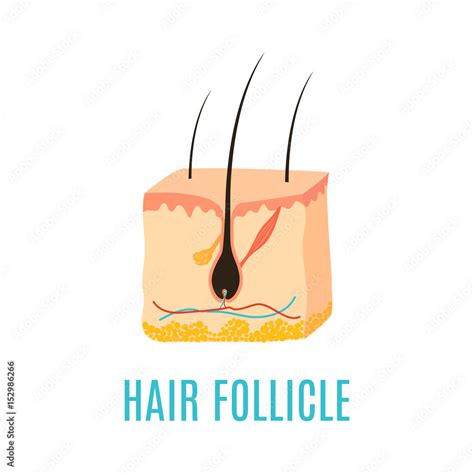 Hair Follicle Diagram Hair Bulb Medical Diagnostics Symbol Treatment
