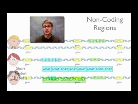 Dna fingerprinting relies on the fact that the dna code is universal for all living things and that there are. Dna Fingerprinting And Paternity Answer Key - Dna ...