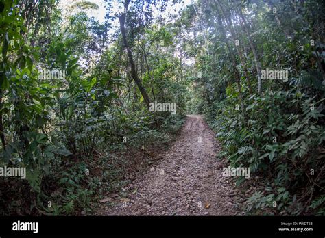 A Hiking Trail Leading Through The Jungle In The Amazon Rainforest In