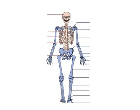 Appendicular Skeleton Quiz