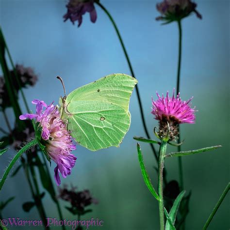 Brimstone Butterfly Photo Wp16137
