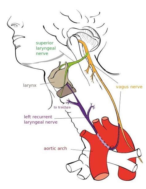 How Long Does It Take The Nerves To Function After Salivary Gland