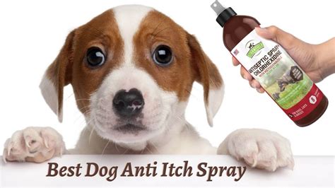 Best Dog Anti Itch Spray Top Recommendations Of 2021 Youtube