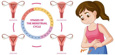 Infograf A De Etapas Del Ciclo Menstrual Vector Gratis Hot Sex