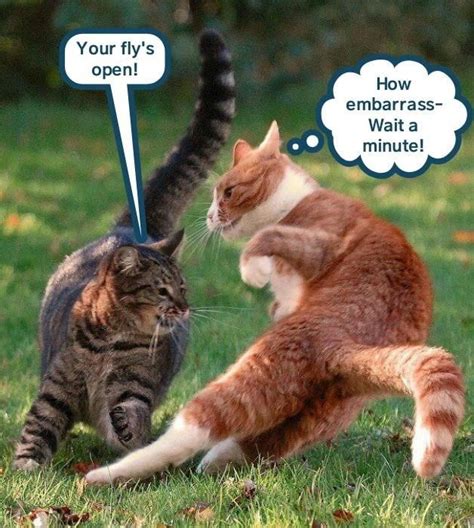 Gotcha Funny Cat Memes Silly Cats Cat Memes