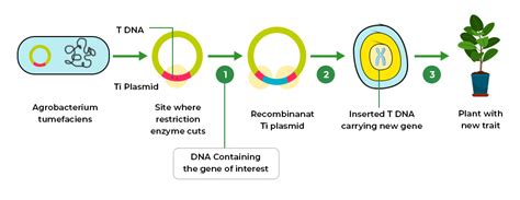 Recombinant Dna Technology Tools Process Applications And Faqs