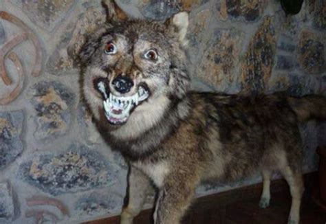 The 30 Worst Examples Of Taxidermy Ever