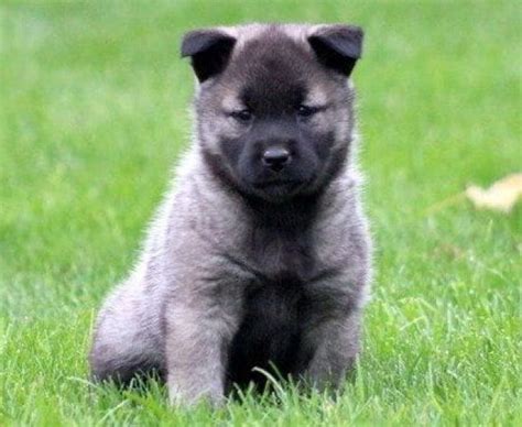Norwegian Elkhound Mix Puppies For Sale Puppy Adoption Keystone Puppies