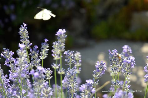 Does your yard have what butterflies need for all stages of their life cycle throughout the year? Backyard Farming: Plants to attract butterflies and bees