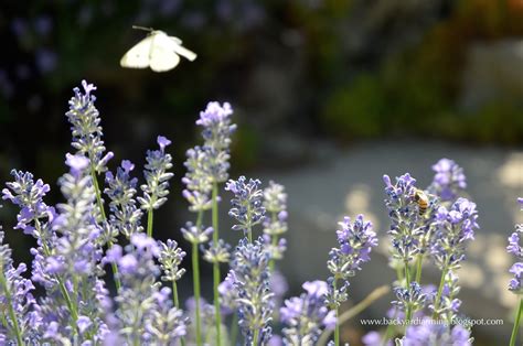 Plant in the spring and wait for those summer blooms to appear. Backyard Farming: Plants to attract butterflies and bees