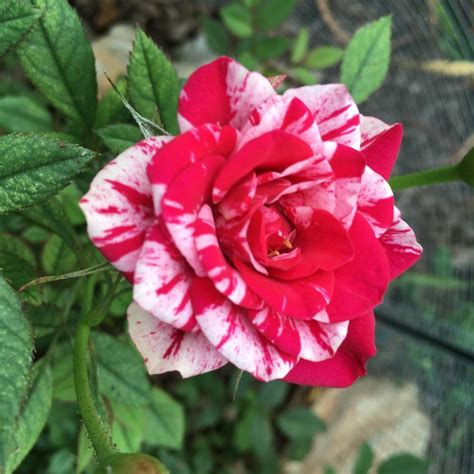 Roses Forum→red And White Striped Grocery Store Rose Cultivar Id