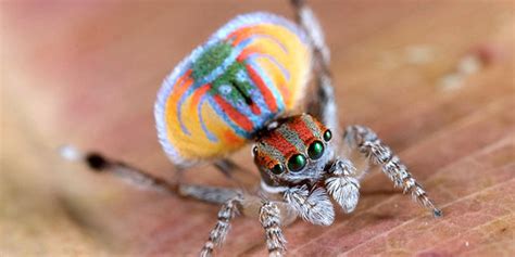 This Dancing Spider Will Cure All Of Your Post Holiday Blues Video