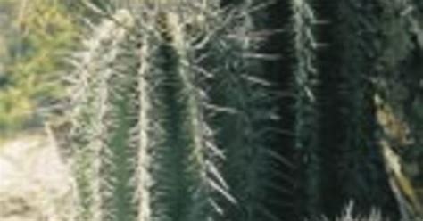 Starting in palm springs, calif., the trail offers an extreme physical challenge while also providing a unique outdoor setting with amazing views. Saguaro Cactus: From Life to Death | AMNH