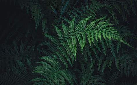 Download Wallpaper 3840x2400 Fern Leaves Green Plant Carved 4k