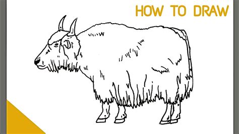 How To Draw A Yak Drawing Animals Youtube