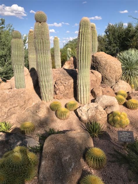 Marlenes Space Cactus Garden In Phoenix Arizona