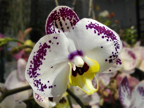 1920x1080 Wallpaper White And Purple Moth Orchid Peakpx
