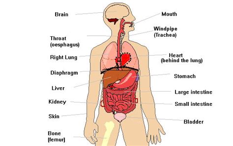 Yet recently it has been discovered that the appendix is very useful to the bacteria that. Free Human Body Organs, Download Free Clip Art, Free Clip ...