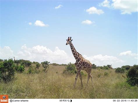 Virtual Safari Helping Giraffes San Diego Zoo Institute For