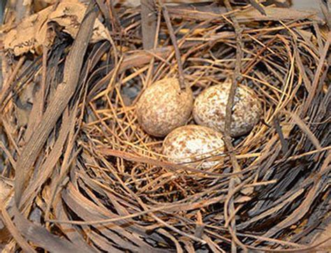 How Many Of These Common Songbird Eggs Have You Seen In Your Backyard