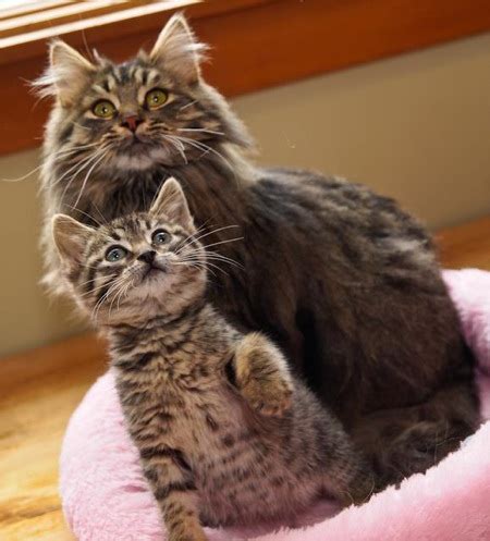 Allergies and litterbox issues are just a few of the reasons otherwise good cats go up for adoption. Maine Coon Cat Rescue Near Me - Baby Kitten Stages