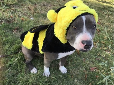 The 70 Greatest Pit Bull Halloween Costumes Ever Page 16 Of 23 The