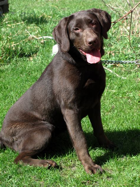 If you would like a chocolate lab puppy, we'd be pleased to talk with you on the phone or via email to see if we might have one that meets your needs. Chocolate Lab Puppies Near Me - All You Need Infos