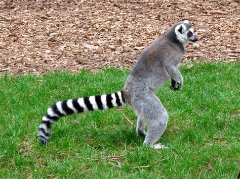 Ring Tailed Lemur Pets