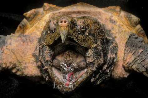 Alligator Snapping Turtlehas A Pink Wormlike Structure On Its Tongue