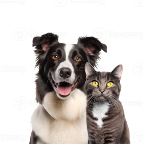 Cat And Dog Studio Photo No Background 29943898 Png
