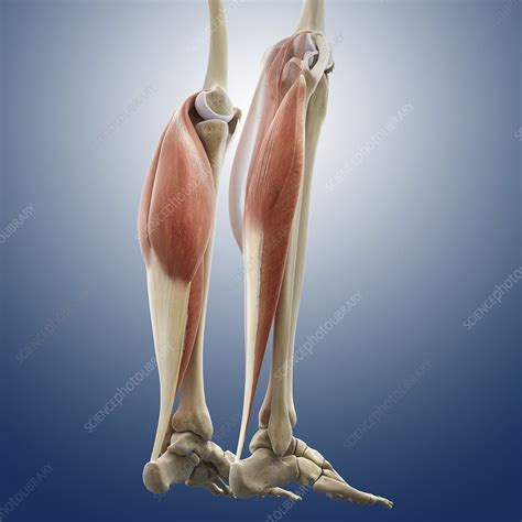 Calf Muscles Artwork Stock Image C0134572 Science Photo Library