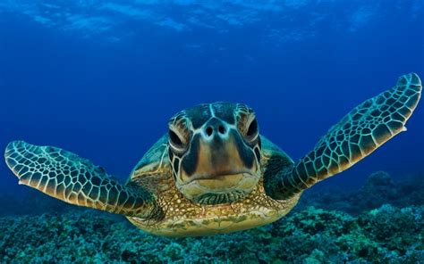 Animals Reptiles Turtles Sea Life Ocean Underwater Water Swim Float