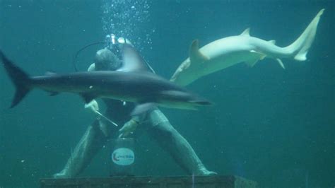Back To Seaworld Ancol Shark Feeding Time Youtube