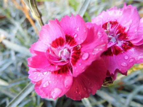 Pink Flowers By Agent Alaska On Deviantart