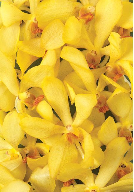 Yellow Mokara Orchids Calyx Flowers Inc
