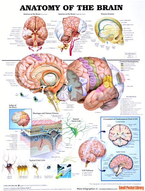 Infographic Anatomy Of The Brain Rinfographics