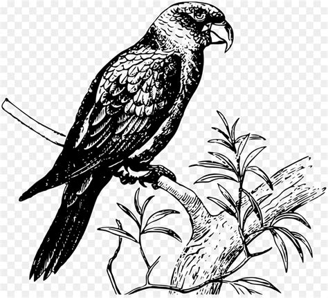 Pitohui kepala hitam adalah burung endemik di hutan hujan tropis di tanah papua yang unik sekali karena burung ini dianggap beracun. Gambar Burung Vektor Hitam Putih - Gambar Burung