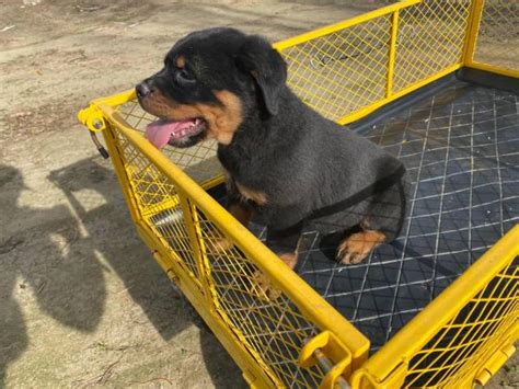Sorry, there are no rottweiler puppies for sale in wisconsin at this time. 8 weeks old German Rottweiler puppies for sale in ...