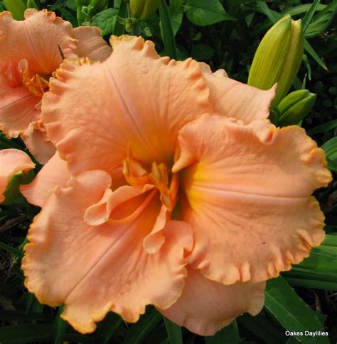 Elizabeth Salter Standard Oakes Daylilies Wholesale