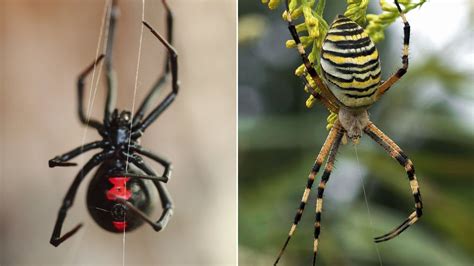 Nejkrásnější pavouci světa možná udělají radost i arachnofobům Prima Zoom
