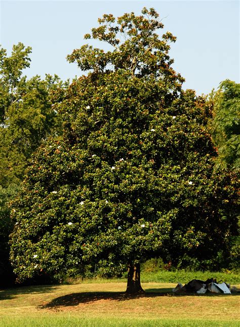 Maybe you would like to learn more about one of these? A Summer Retrospective—Southern Magnolia | Later Living