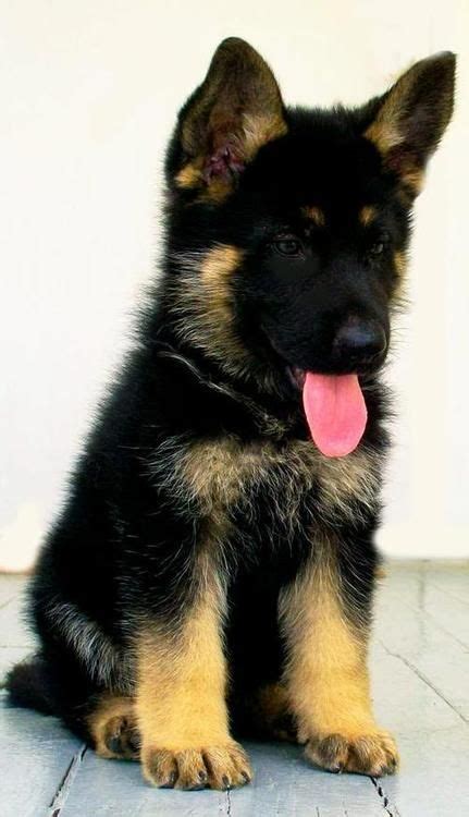 When Do German Shepherd Puppies Ears Stand Up Pets Lovers