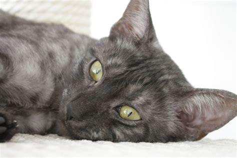 6 Amazing Black Smoke Cat Breeds Wise Kitten