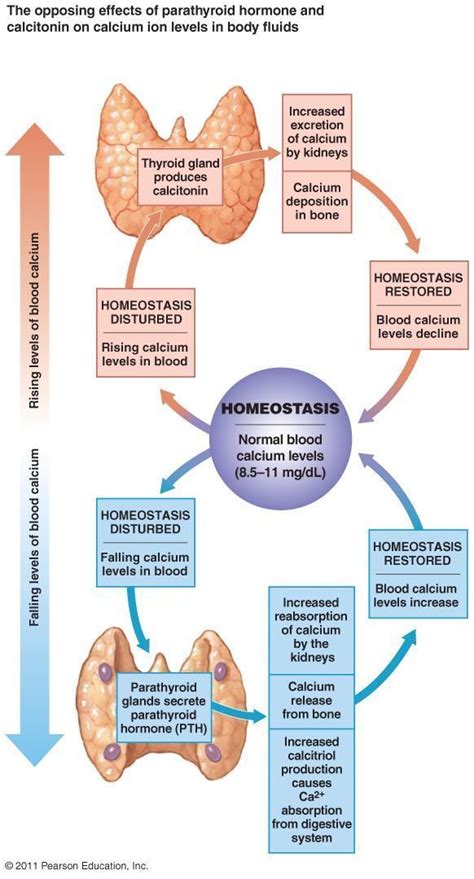 The Thyroid Endocrine System Nursing Endocrine System Pharmacology