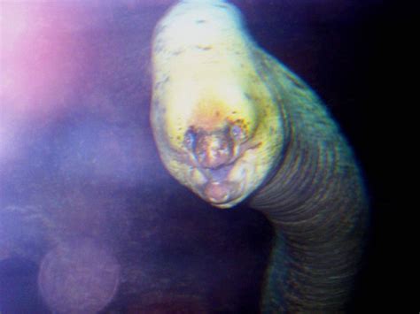 Creepy Deep Sea Creatures 48 Photos Klykercom